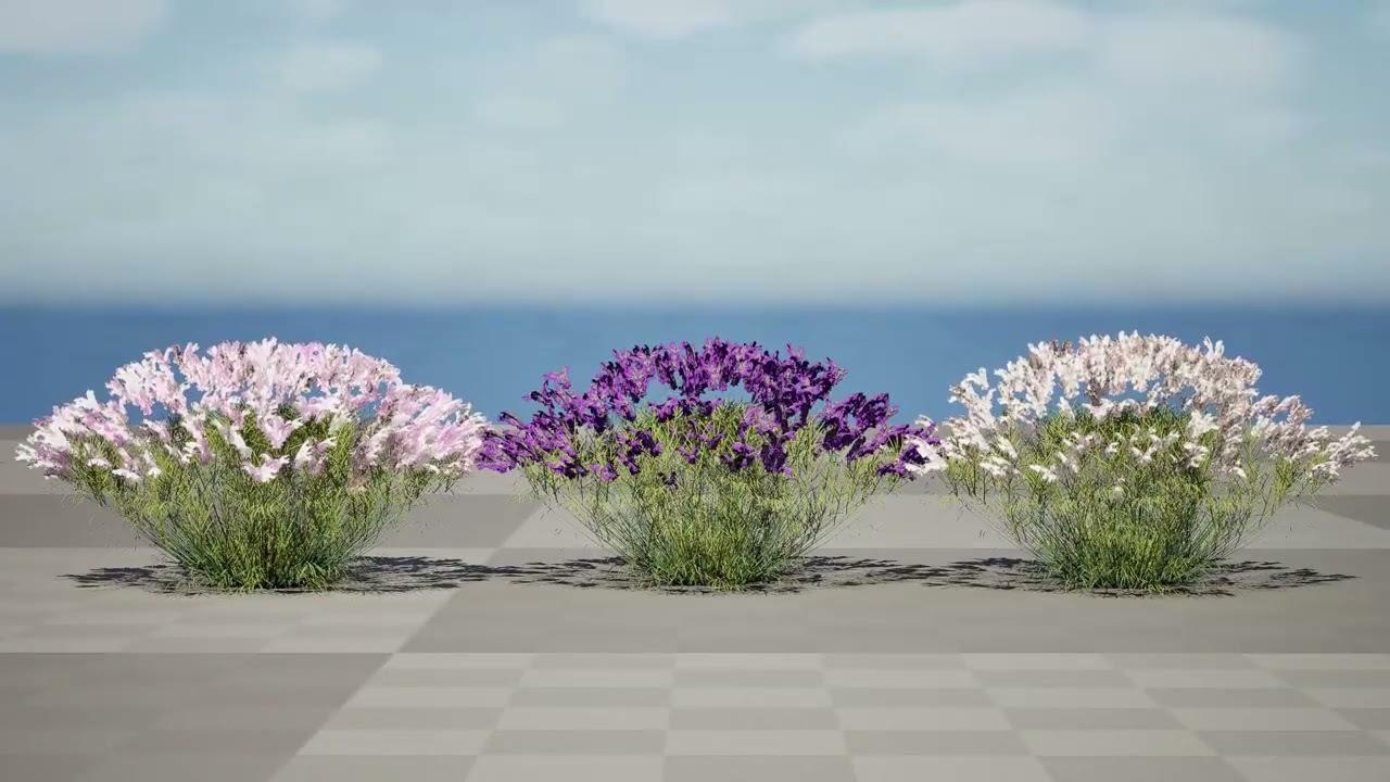 British Lavandula BeeZee Pack 3D Model