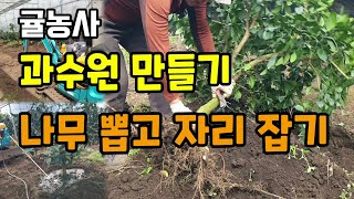 감귤농사 황금향 과수원만들기 나무 뽑고 자리잡는 방법 맛있는 과일만드는법
