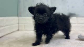 ハーフ犬の動画01