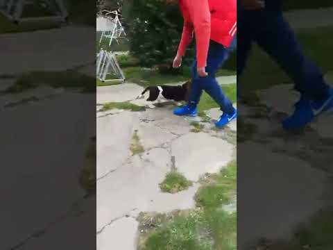 Basset Hound Welpe kaufen
