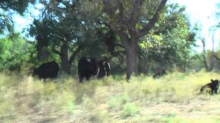 Texas Highland Hill Country Cattle