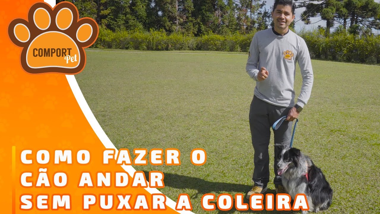 Como fazer seu cachorro andar SEM PUXAR? Saiba tudo com Cleber Santos! | COMPORTPET