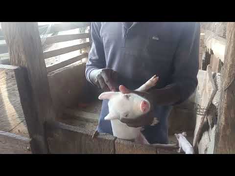 , title : 'Penanganan dan Pemberian Suntikan Zat Besi pada Anak Babi di Peternakan Babi'