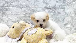 ハーフ犬の動画01