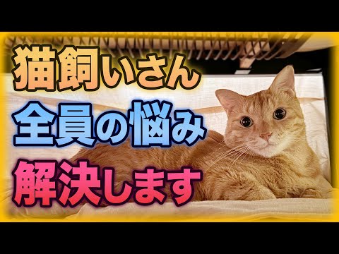 猫はどのようにして毛を抜けるのでしょうか?