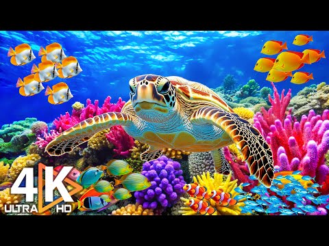4K Ocean Dreams - Colorful Coral Fish & Jellyfish - Calming Music for Meditation and Study #18