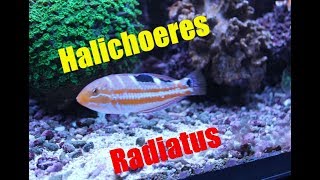 Halichoeres Radiatus / Gelbstreifen-Lippfisch / Puddingwife wrasse