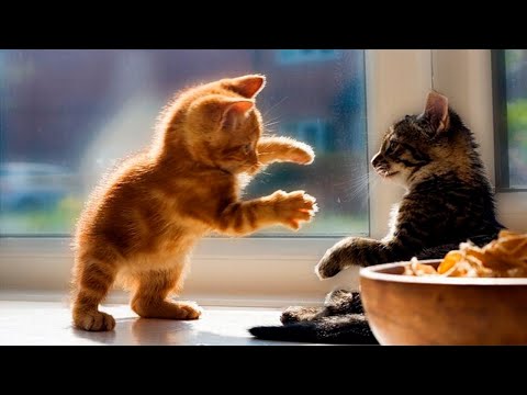 Я РЖАЛ ДО СЛЕЗ 😹 СМЕШНЫЕ КОШКИ И СОБАКИ | СМЕШНЫЕ ЖИВОТНЫЕ 2023 😹 ЛУЧШИЕ ПРИКОЛЫ #64