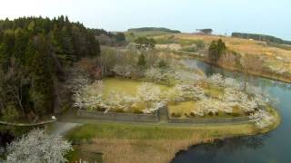 preview picture of video '2013年 おいらせ町下田公園の桜 ドローン空撮'