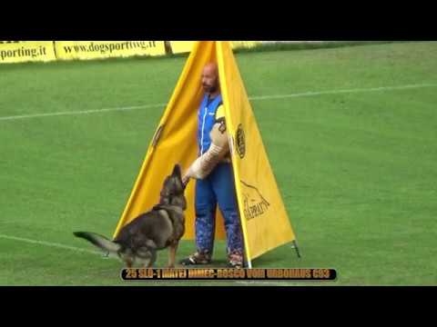 IGP C-Protectiom part 1 Search for the Helper Hold and bark Highlights of 2019 WUSV IGP WM