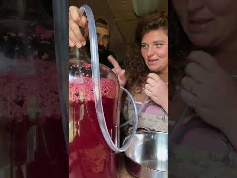 Blackberry Wine Update #wine #homemadewine #blackberry #blackberrywine
