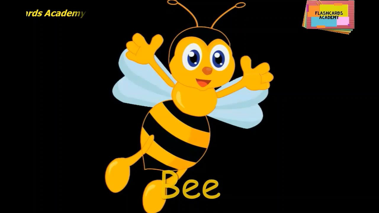 FLASHCARDS ACADEMY-INSECTS