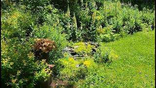 Yard Tour featuring Foxglove (5/31/26)