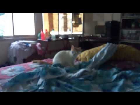 When ur cat is angry