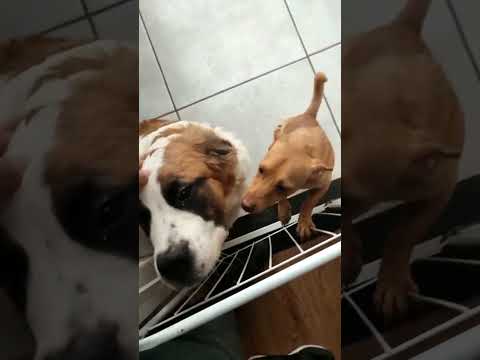 #pets #animals #viral #brasil #fy #cachorro #shorts