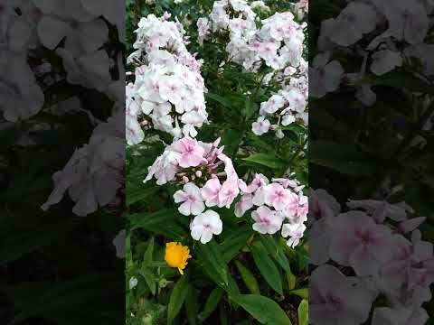 wonderful nature #flowers #garden #ashram #vishwananda #village #Germany #Springen