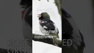 Download lagu Rose-breasted grosbeak singing while eating #birds #birdslover #birdsounds mp3 Download lagu Rose-breasted grosbeak singing while eating #birds #birdslover #birdsounds mp3