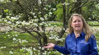 Tree of the Week: Flowering dogwood