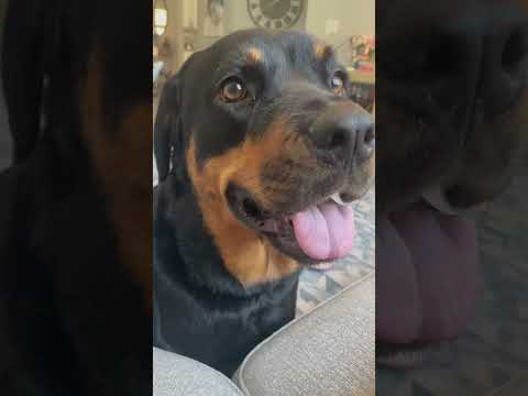 K 9 Whore