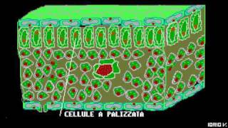 Fotosintesi  (1 parte) - iorio