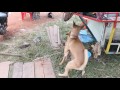 Dog Kikilu 2017 Kikilu Kikilu 2017 Dog 2017 2017 Dog