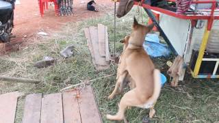 Download lagu Dog kikilu-2017 -  Kikilu  kikilu - 2017  - Dog 2017 - 2017 Dog, mp3