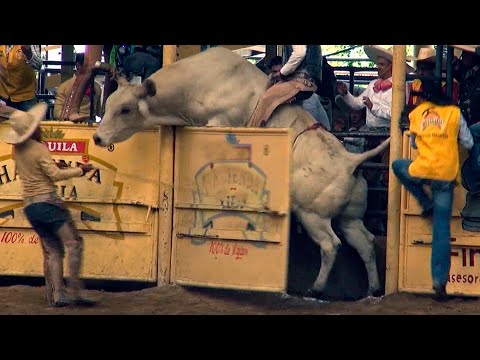 BRAVE Bulls in Charrería