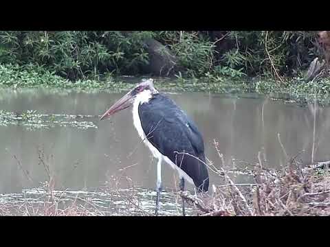 Djuma: Marabou Stork in corner by the dam wall - 07:35 - 08/14/21