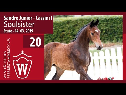 20 Soulsister Stute v. Sandro Junior - Cassini I