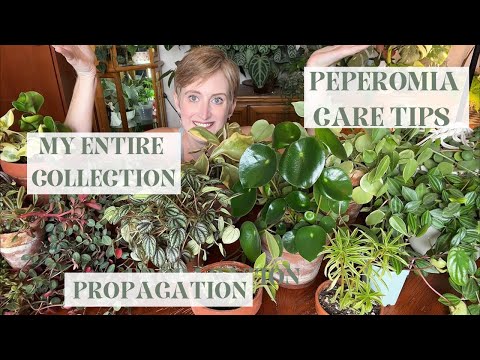 Peperomia Collection Tour and Care Guide