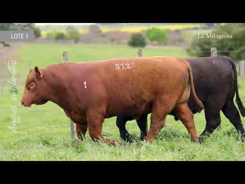 LOTE 1 – TOROS SA – 4243, 0720 Y 4248