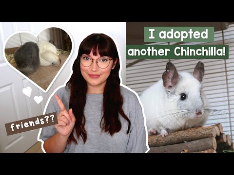 I adopted another Chinchilla! Will they be friends?