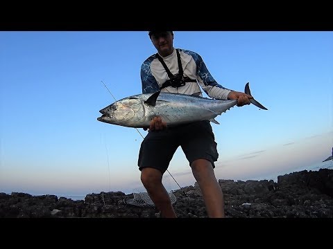 10 kg False Albacore (Euthynnus alletteratus). Light shore jigging (!). 26.05.2018