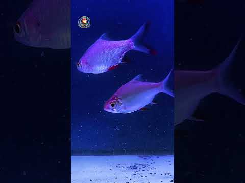 Video Thumb