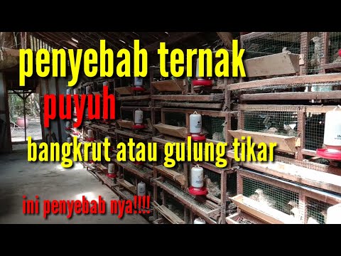 , title : 'PENYEBAB TERNAK PUYUH BANGKRUT ATAU GULUNG TIKAR'