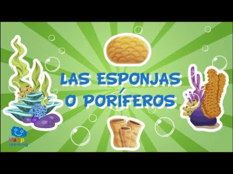 LAS ESPONJAS O PORÍFEROS. Animales Invertebrados | Videos Educativos para Niños