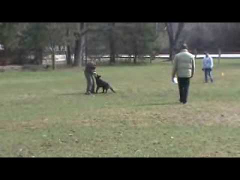 Bob and Lusy Breed Survey