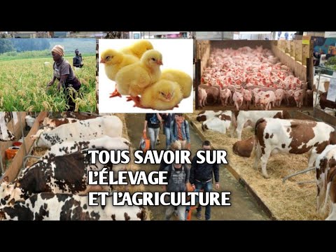 , title : 'TOUS SAVOIR SUR L'ÉLEVAGE ET L'AGRICULTURE / @Essemvo Agriculture Élevage Tv'