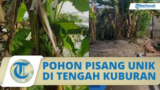 Tumbuh di Area Pemakaman, Buah Pisang ini Tumbuh di Tengah Batang, Warga Sebut Bisa Buat Obat