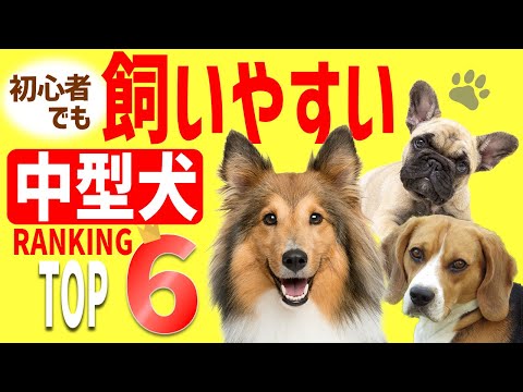 トップ6の小型短毛犬