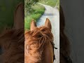 Cheval de loisir, Assurance tous risques