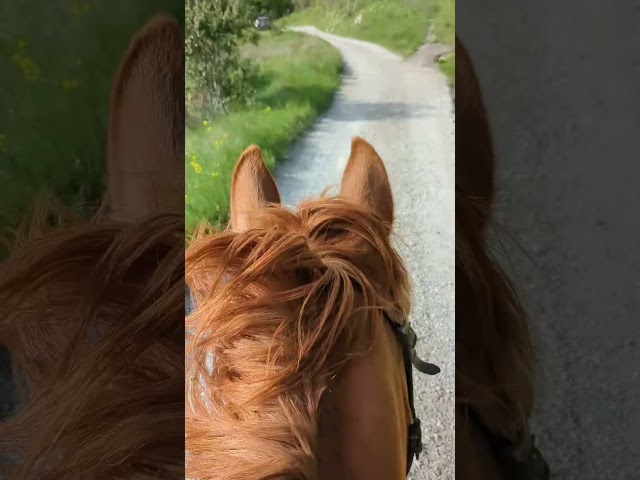 Cheval de loisir, Assurance tous risques