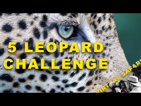 Sfida accettata: 5 leopardi in 7 giorni? | EDIZIONE SPECIALE Safari virtuale n. 300