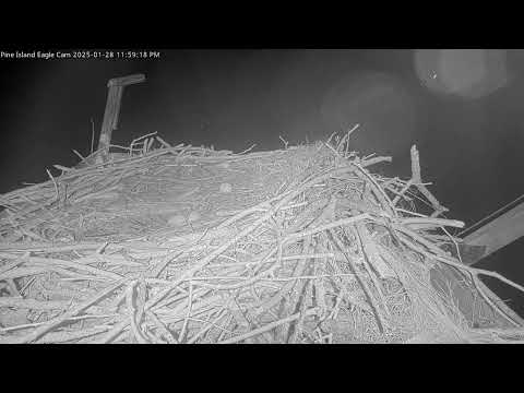 Great Horned Owl attacks Osprey in nest in the middle of the night. The three eggs are undamaged.