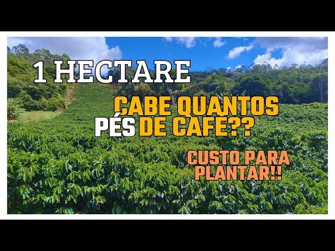 How many coffee plants can fit into one hectare? How much does it cost to plant?