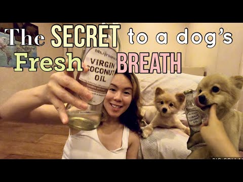 Philippine Local Virgin Coconut Oil Toothpaste Alternative for Dogs How to remove Bad Breath of Dogs
