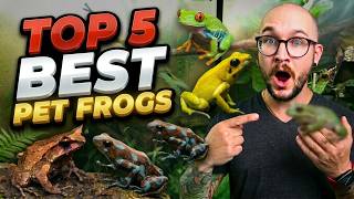 Top 5 Best Pet Frogs