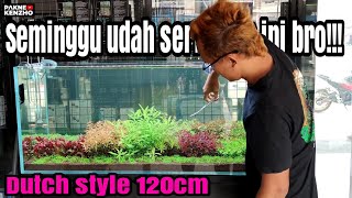 #312 Gilaakkk baru seminggu udah serimbun ini"Aquascape ducthstyle javapetco_semarang"