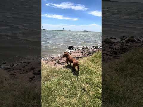 Tarde de Kitesurf en CdZ #trenquelauquen #perros