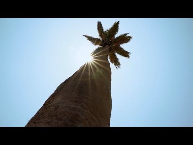 La majestuosa Palma Chilena | Un legado eterno